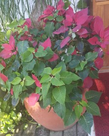 Lenten Poinsettias.jpg
