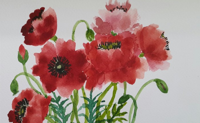 Red Hot Poppies